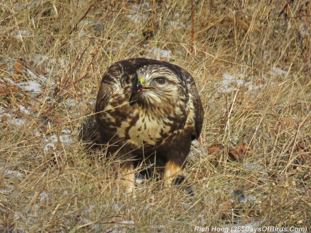 311-Birds-365-Rough-Legged-Hawk-Meal-1