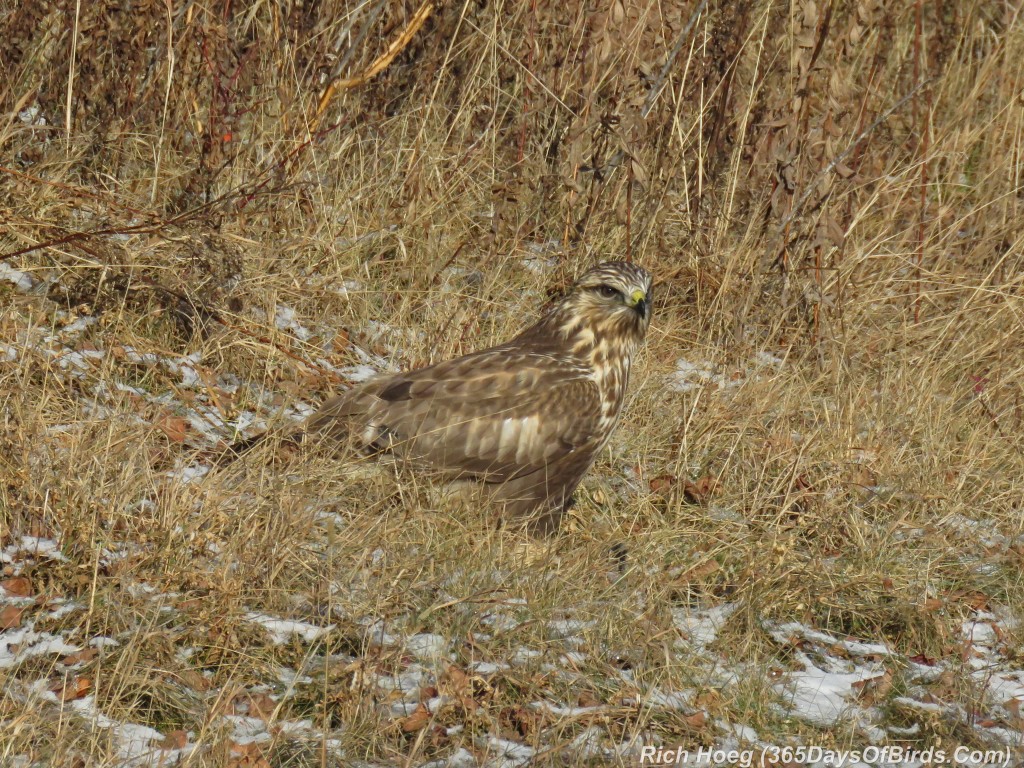 311-Birds-365-Rough-Legged-Hawk-Meal-2