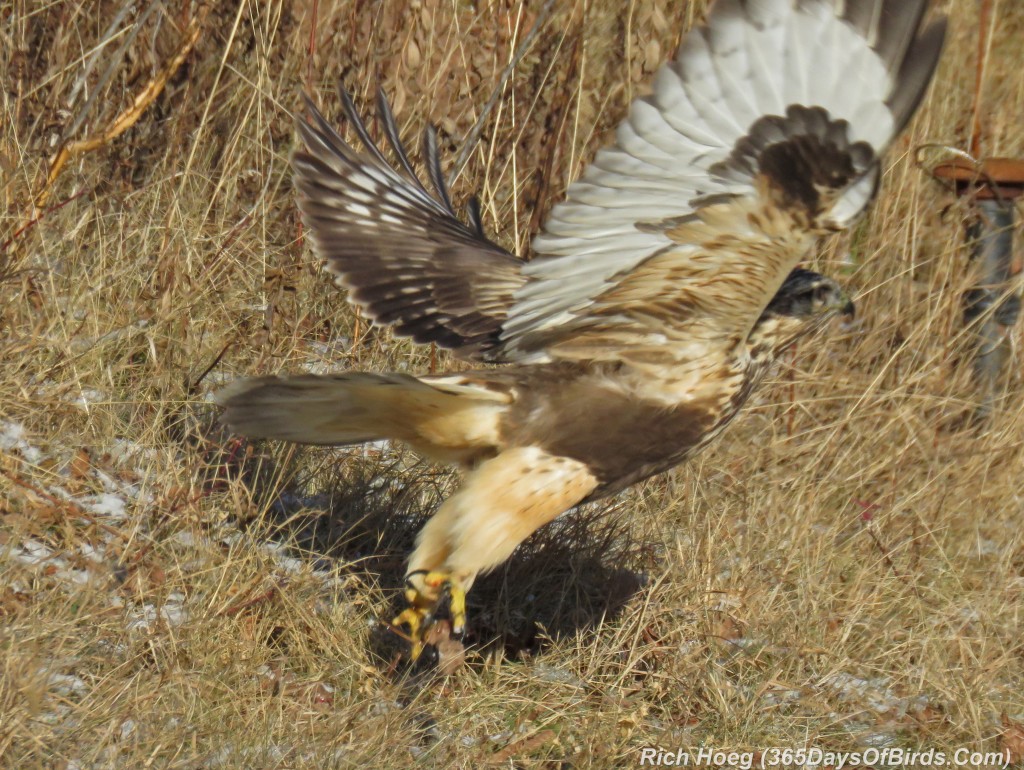 311-Birds-365-Rough-Legged-Hawk-Meal-3