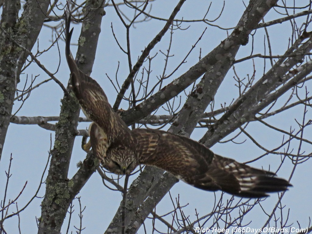 313-Birds-365-Rough-Legged-Hawk-Attack-3