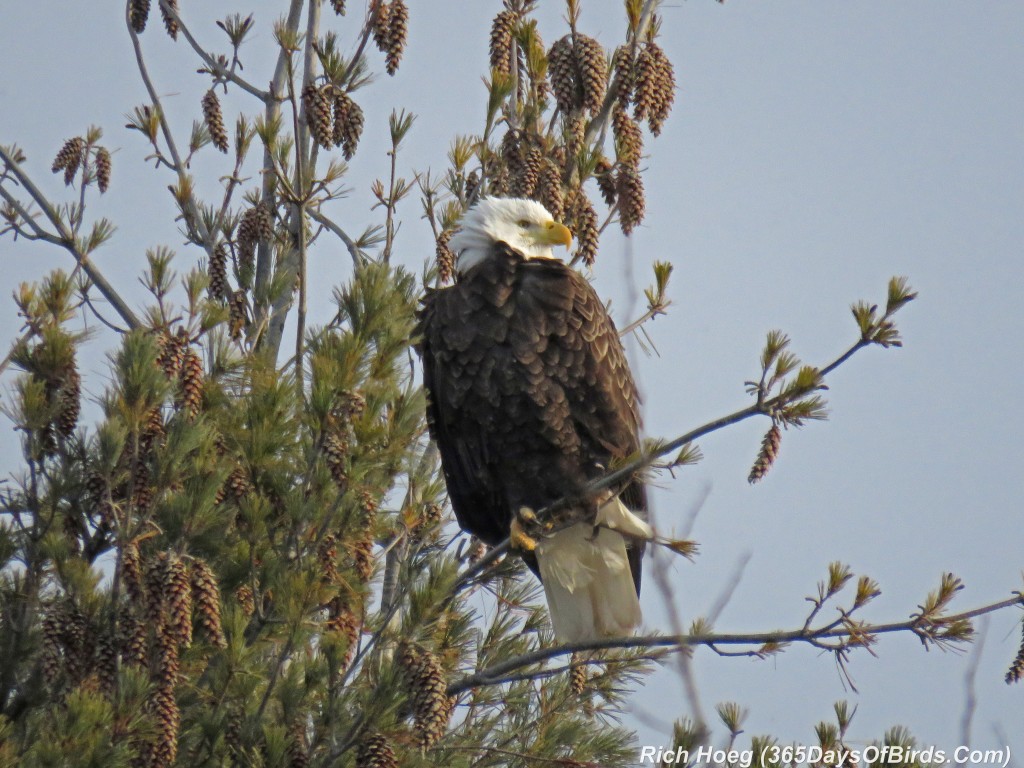 314-Birds-365-Bad-Hair-Day-Bald-Eagle