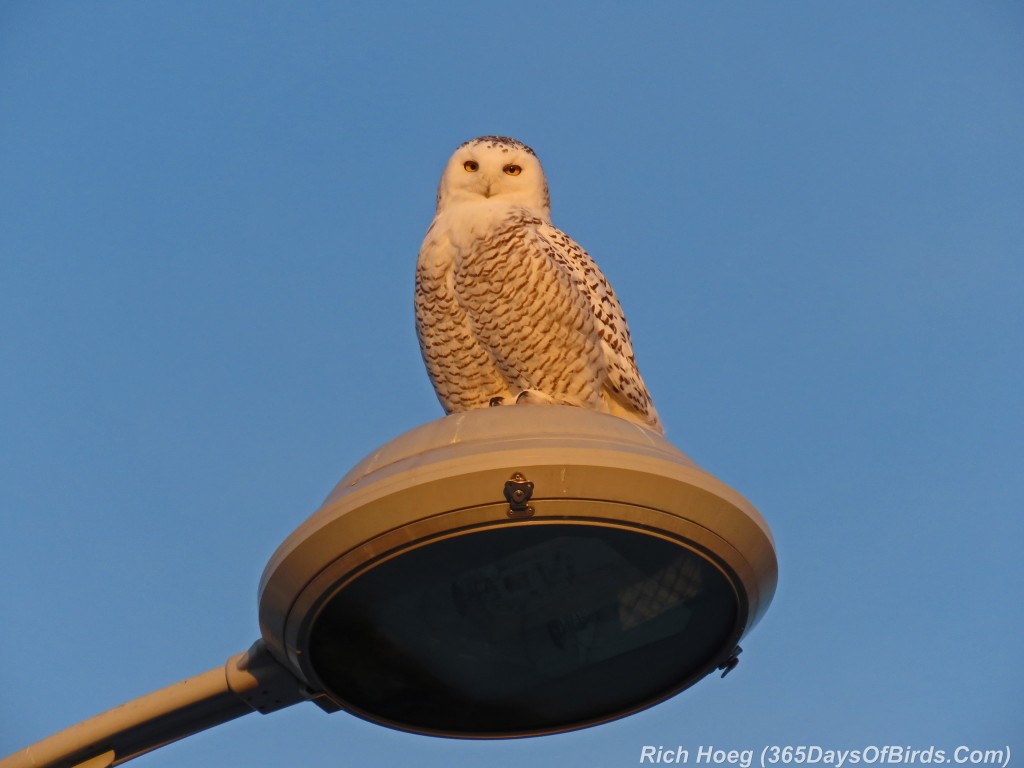 314-Birds-365-Snowy-Owl-1