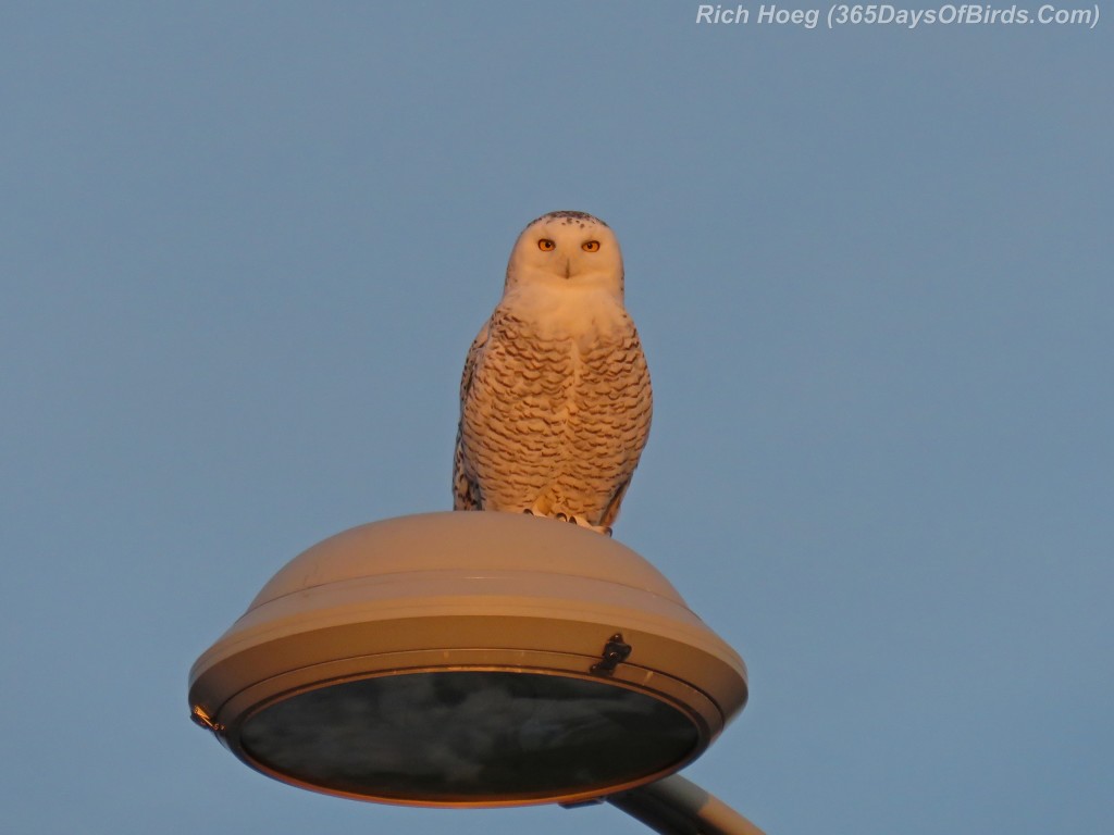 315-Birds-365-Superior-Snowy-02