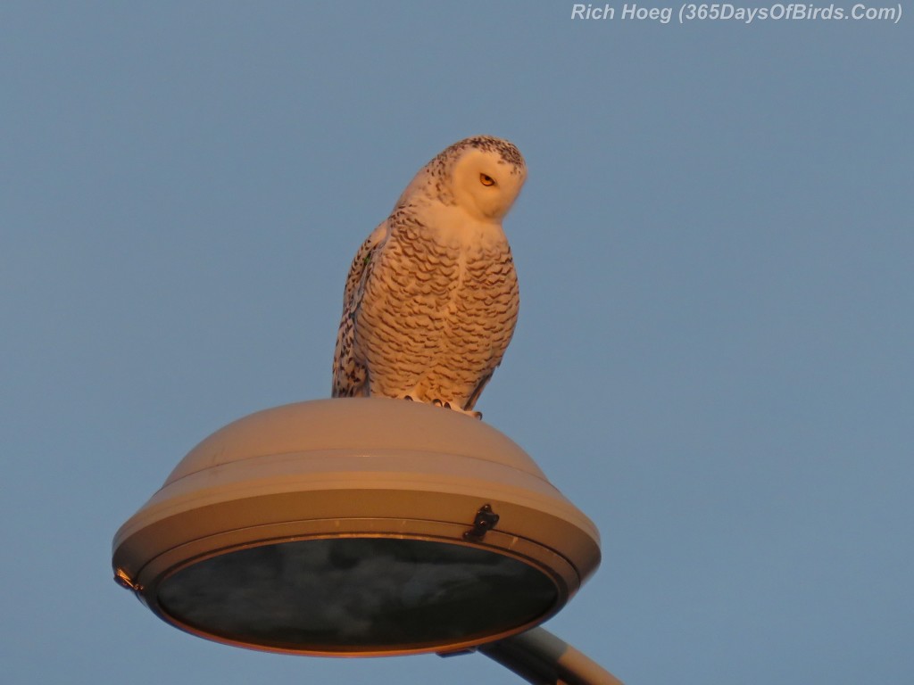 315-Birds-365-Superior-Snowy-03