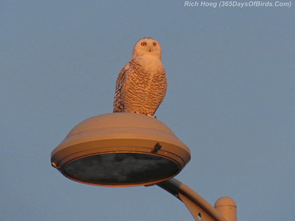 315-Birds-365-Superior-Snowy-04