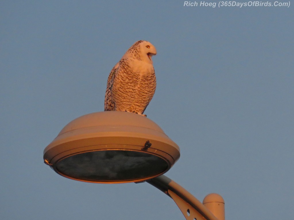 315-Birds-365-Superior-Snowy-06