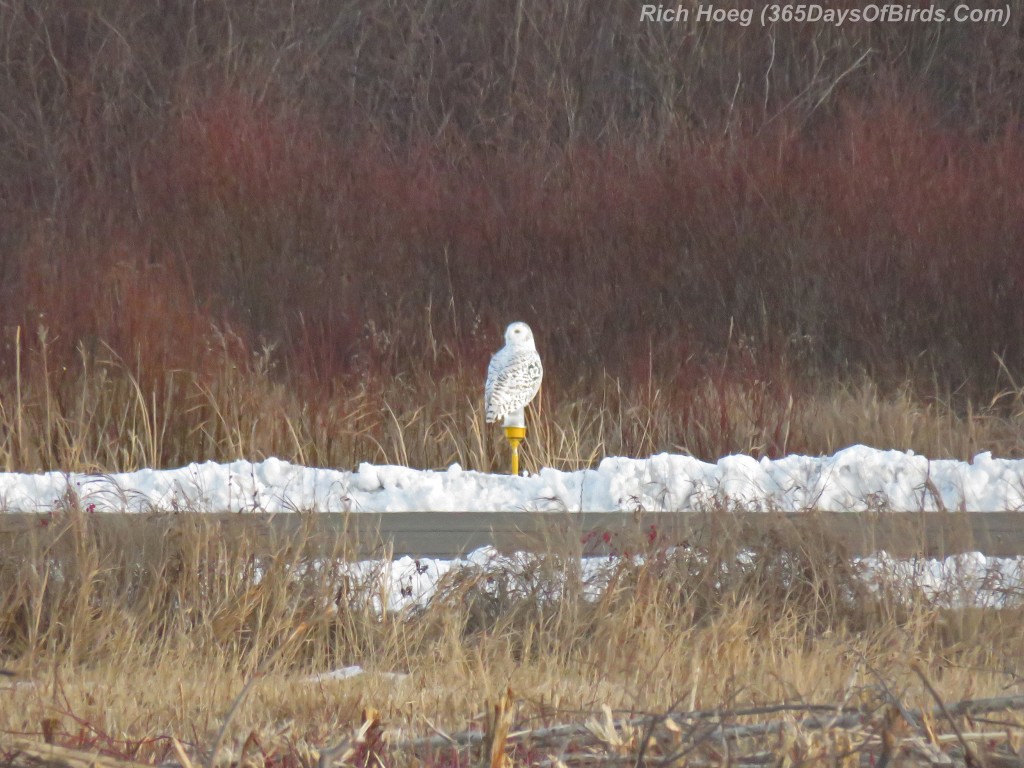 315-Birds-365-Superior-Snowy-10