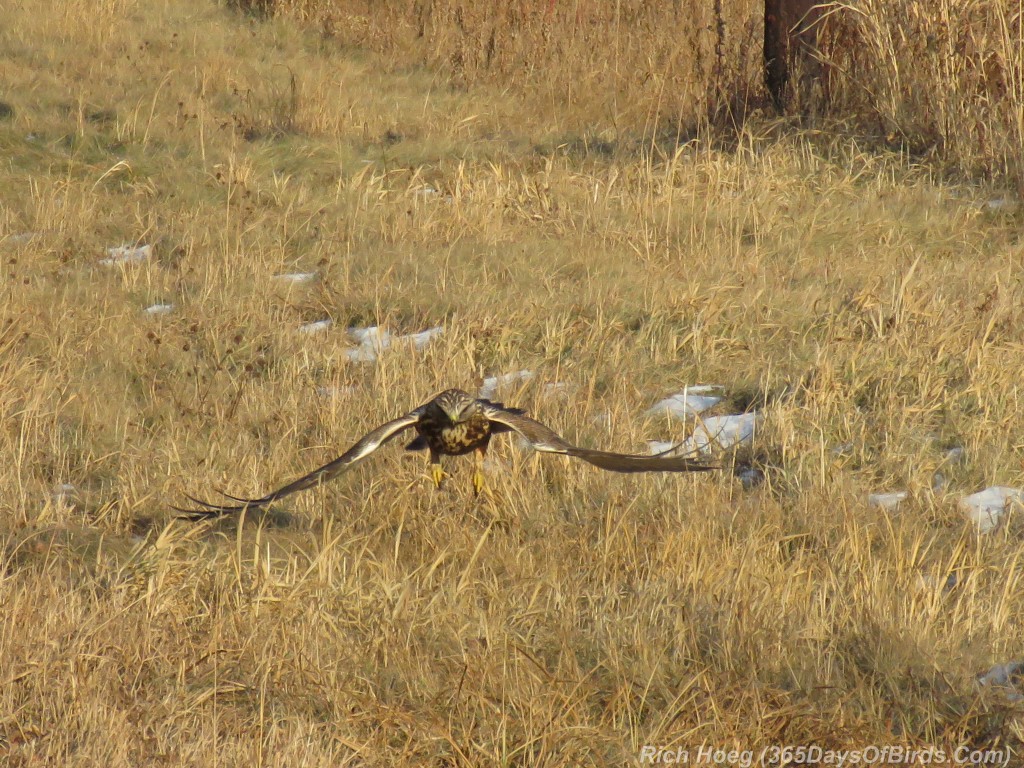 316-Birds-365-Rough-Legged-Hawk-1-Attack