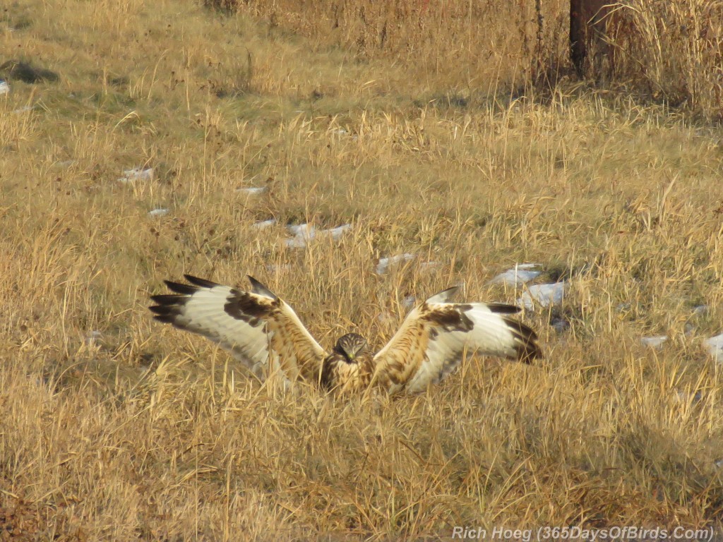 316-Birds-365-Rough-Legged-Hawk-2-Kill