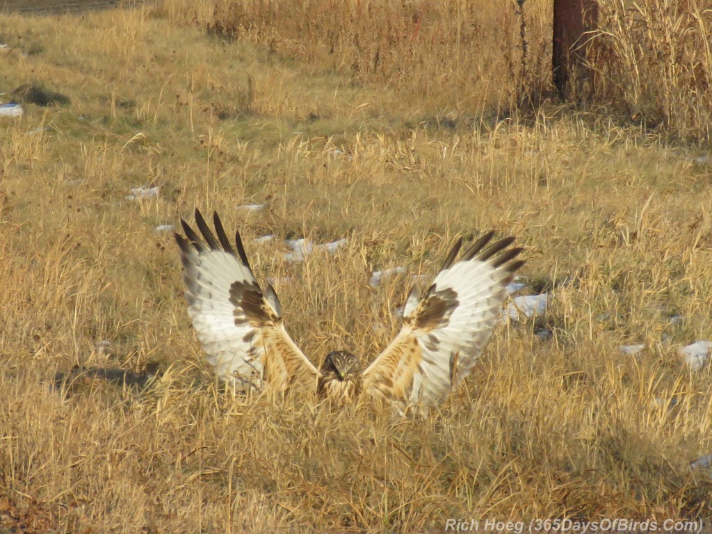 316-Birds-365-Rough-Legged-Hawk-3-Kill