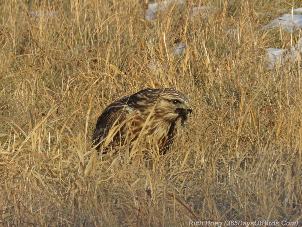 316-Birds-365-Rough-Legged-Hawk-4-Eat