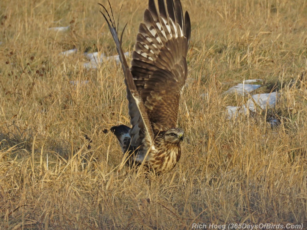 316-Birds-365-Rough-Legged-Hawk-5-Take-Off