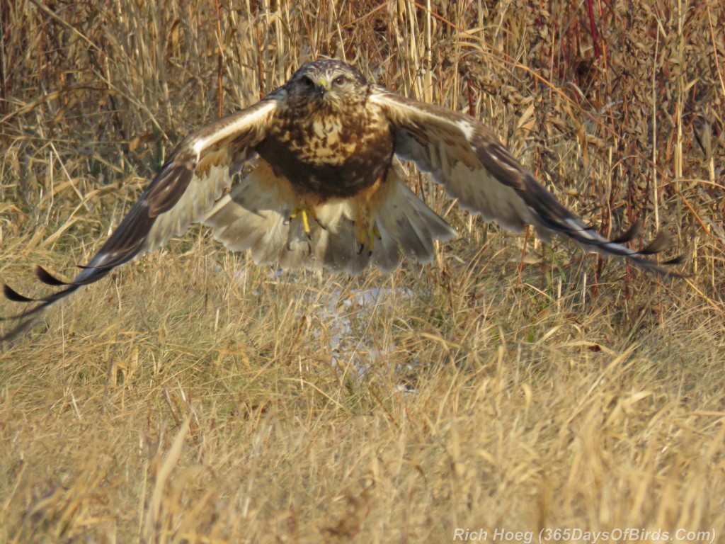 316-Birds-365-Rough-Legged-Hawk-6-In-Flight