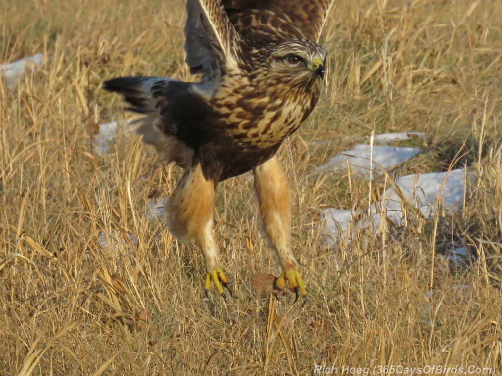 316-Birds-365-Rough-Legged-Hawk-7-Talons