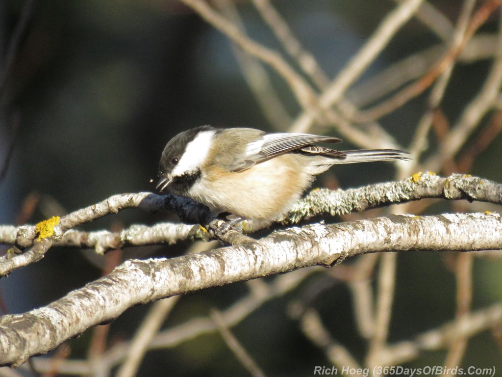 317-Birds-365-Black-Capped-Chickadee