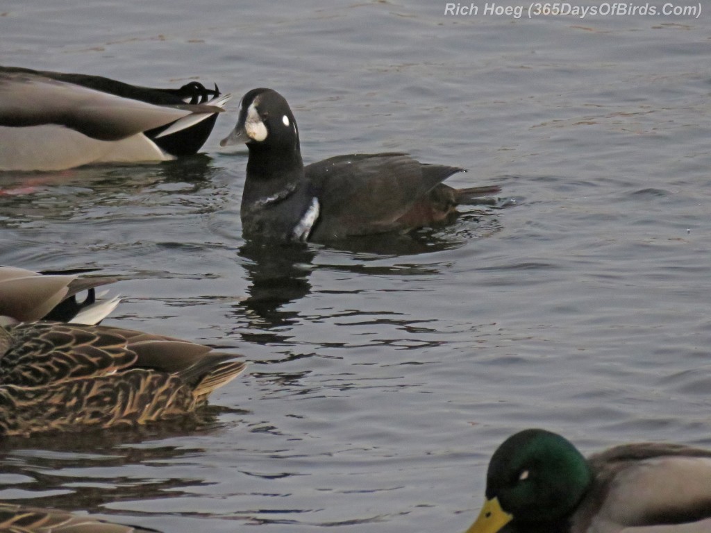 318-Birds-365-Harlequin-Duck-1