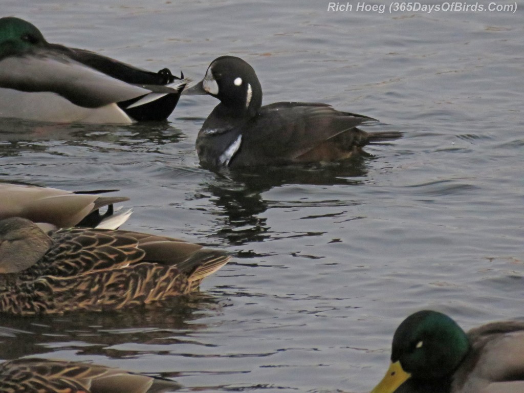 318-Birds-365-Harlequin-Duck-4