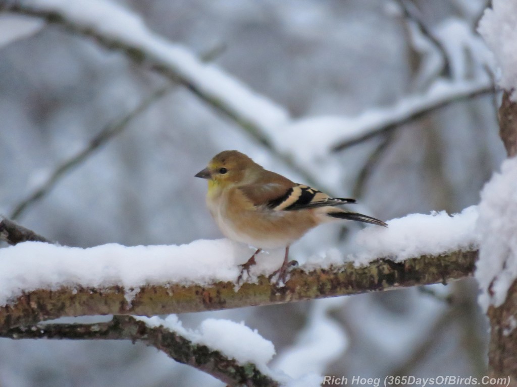 319-Birds-365-Goldfinch