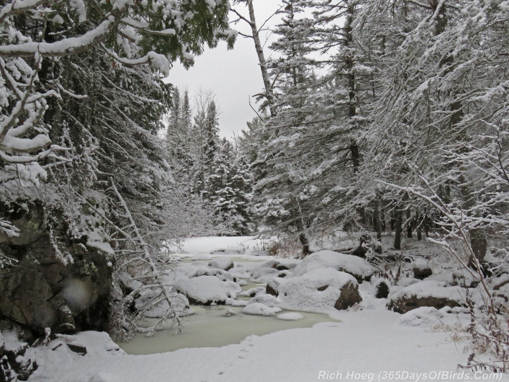 319-Birds-365-Northern-Forest-Wonderland