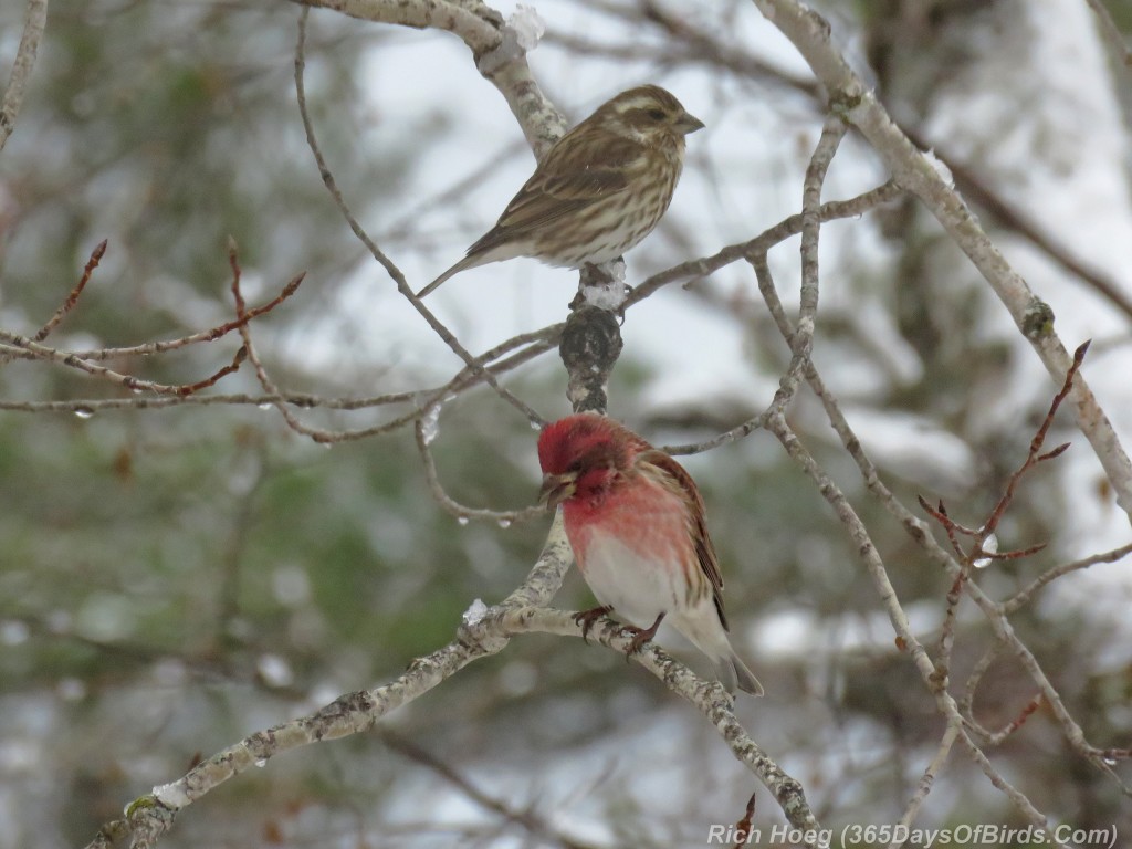 319-Birds-365-Purple-Finch