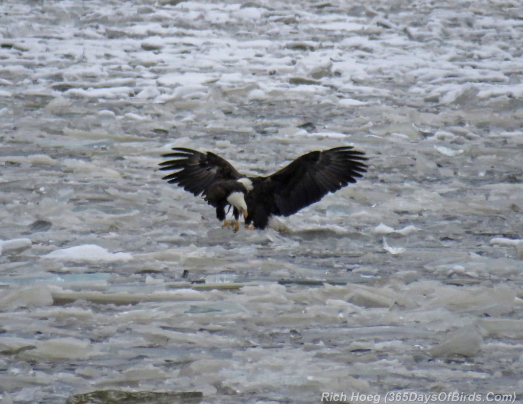 320-Birds-365-Iced-Bald-Eagle-1