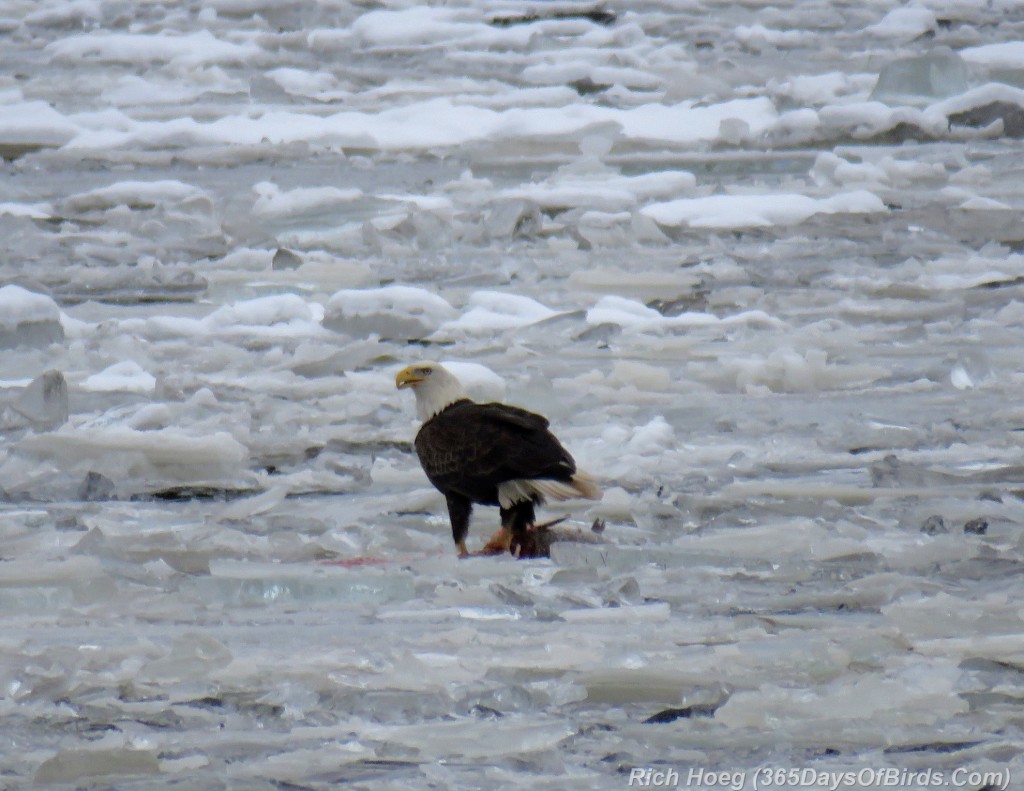 320-Birds-365-Iced-Bald-Eagle-2