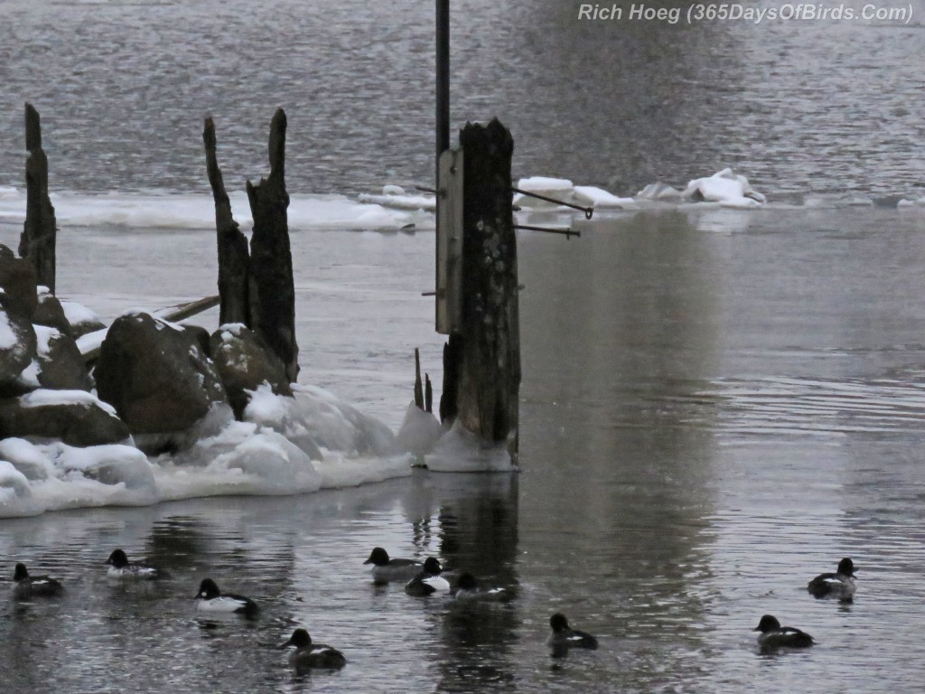 321-Ducks-in-Black-and-White