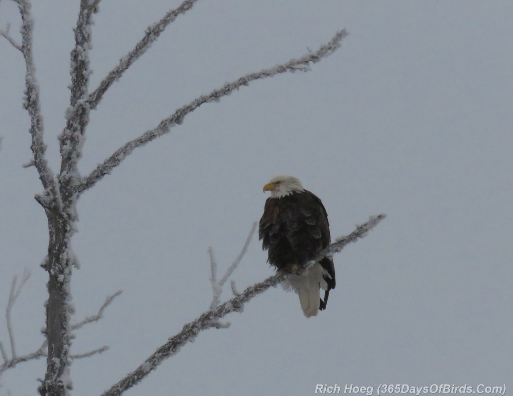 322-Birds-365-BW-Bald-Eagle