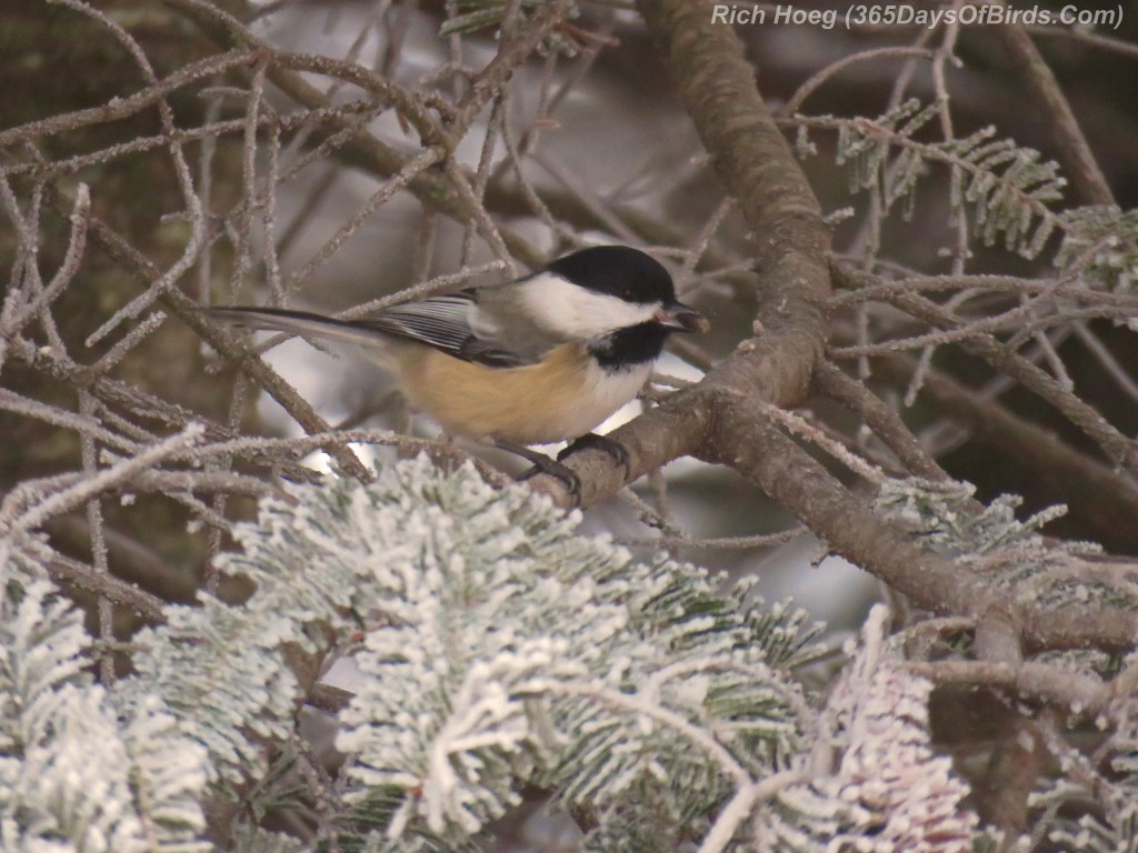 323-Birds-365-Hoar-Frost-Chickadee