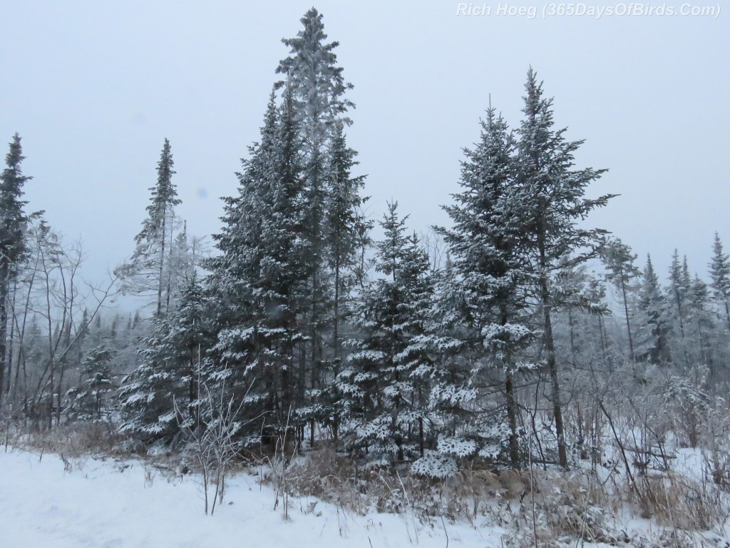 323-Birds-365-Hoar-Frost-Pines