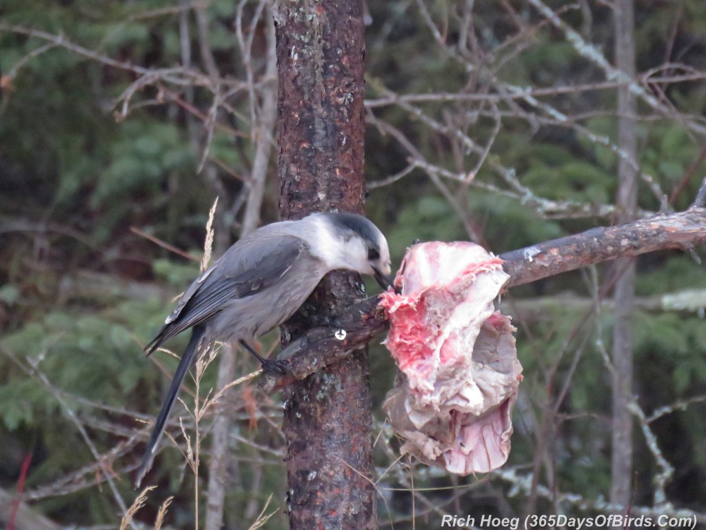 324-Birds-365-Gray-Jay