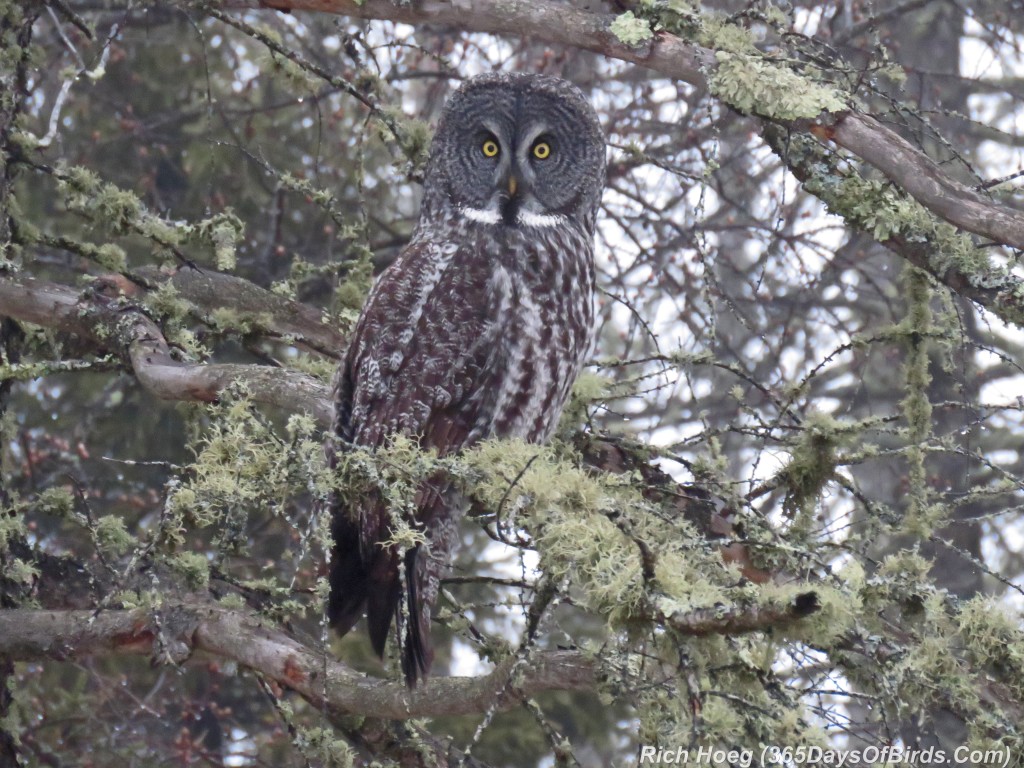 324-Birds-365-Great-Gray-Owl