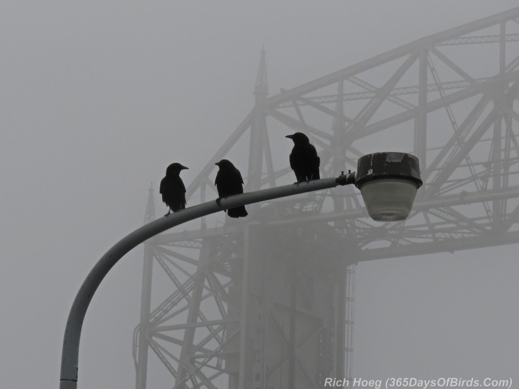 325-Birds-365-Fog-Crows-Bridge