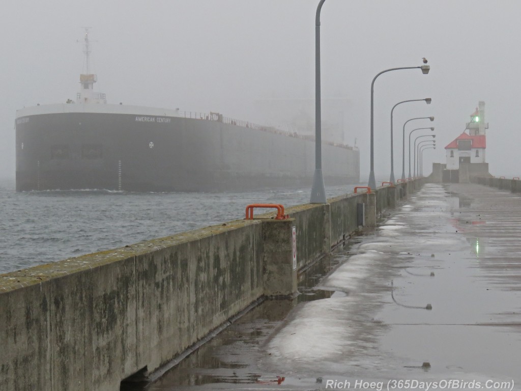 325-Birds-365-South-Pier-Fog-Arrival