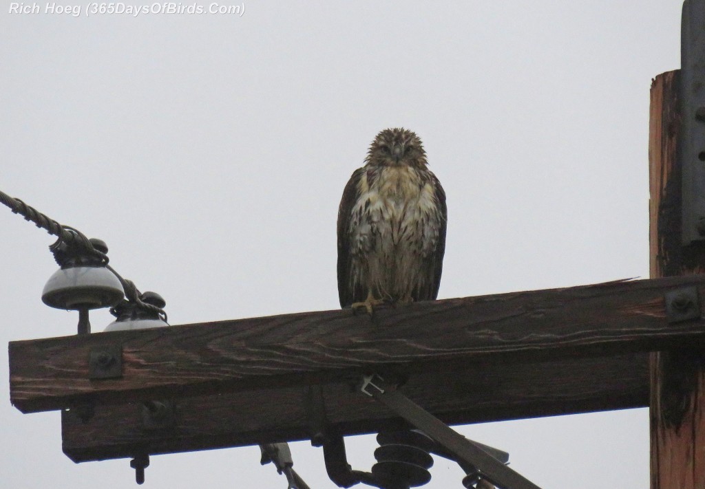 326-Birds-365-Wet-Red-Tailed-Hawk