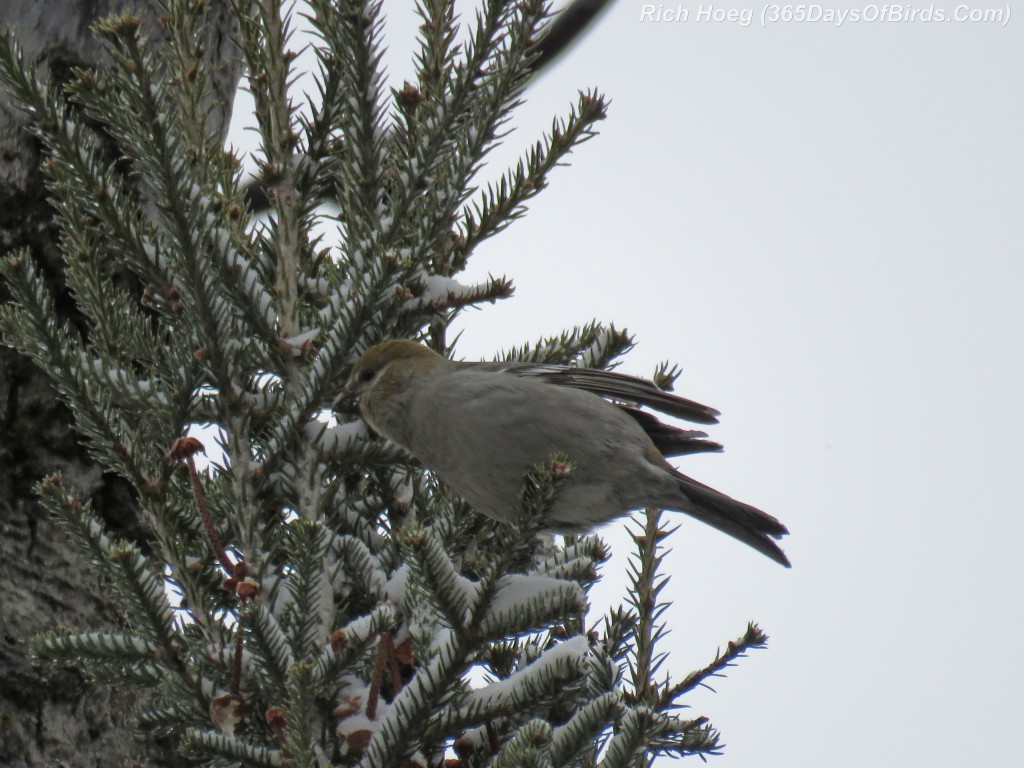 327-Birds-365-Pine-Grosbeak-Female