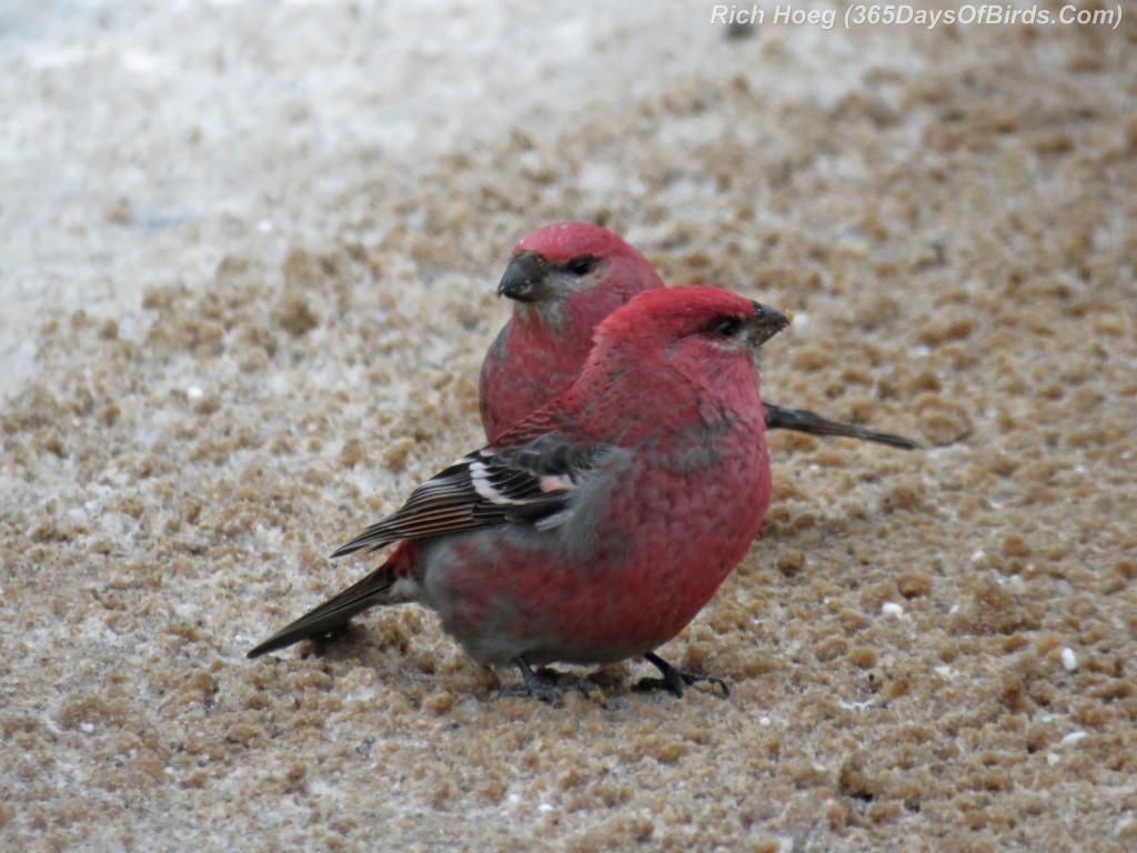 327-Birds-365-Pine-Grosbeak-Males-1