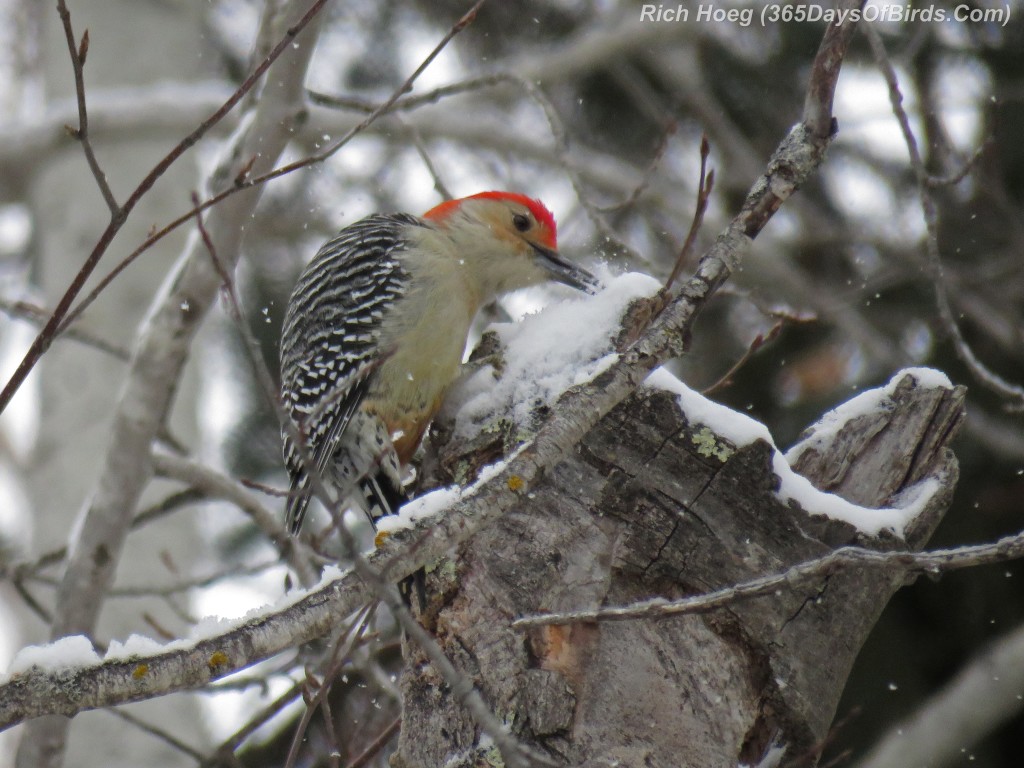 327-Birds-365-Red-Bellied-Woodpecker-2