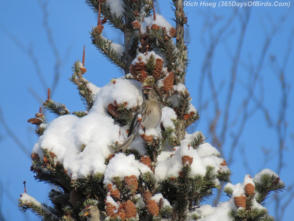 328-Birds-365-Common-Redpolls-Pine-Cones