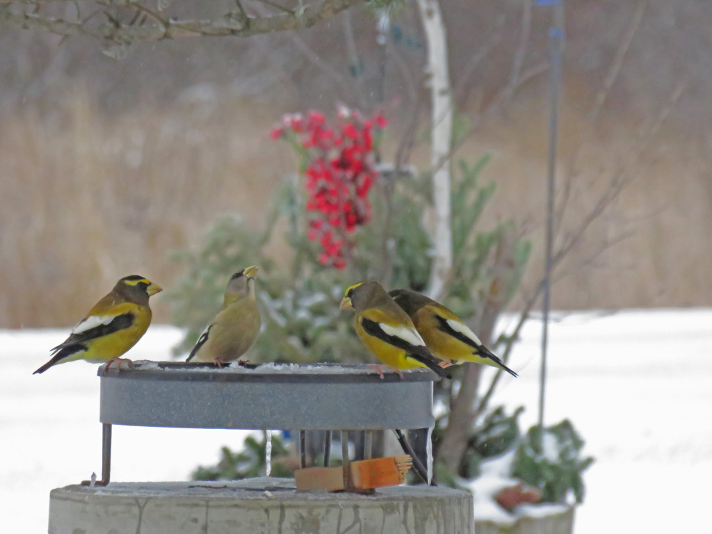 329-Birds-365-Evening-Grosbeaks-1