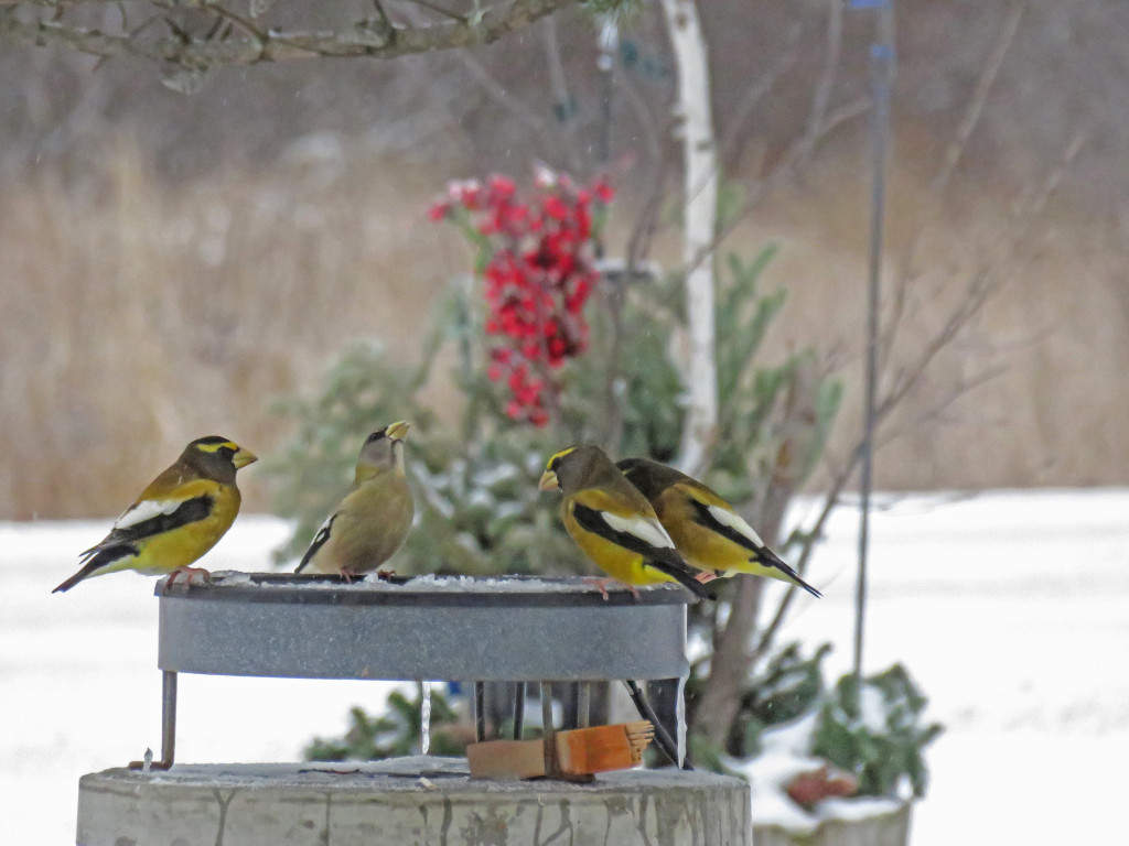 329-Birds-365-Evening-Grosbeaks-1S