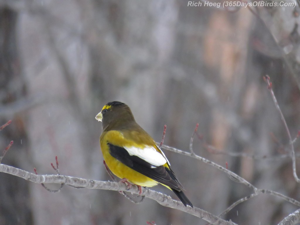 329-Birds-365-Evening-Grosbeaks-2