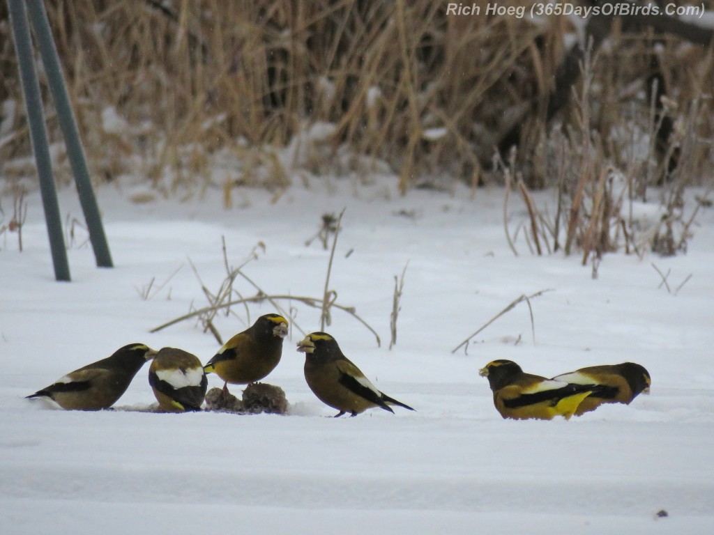 329-Birds-365-Evening-Grosbeaks-3