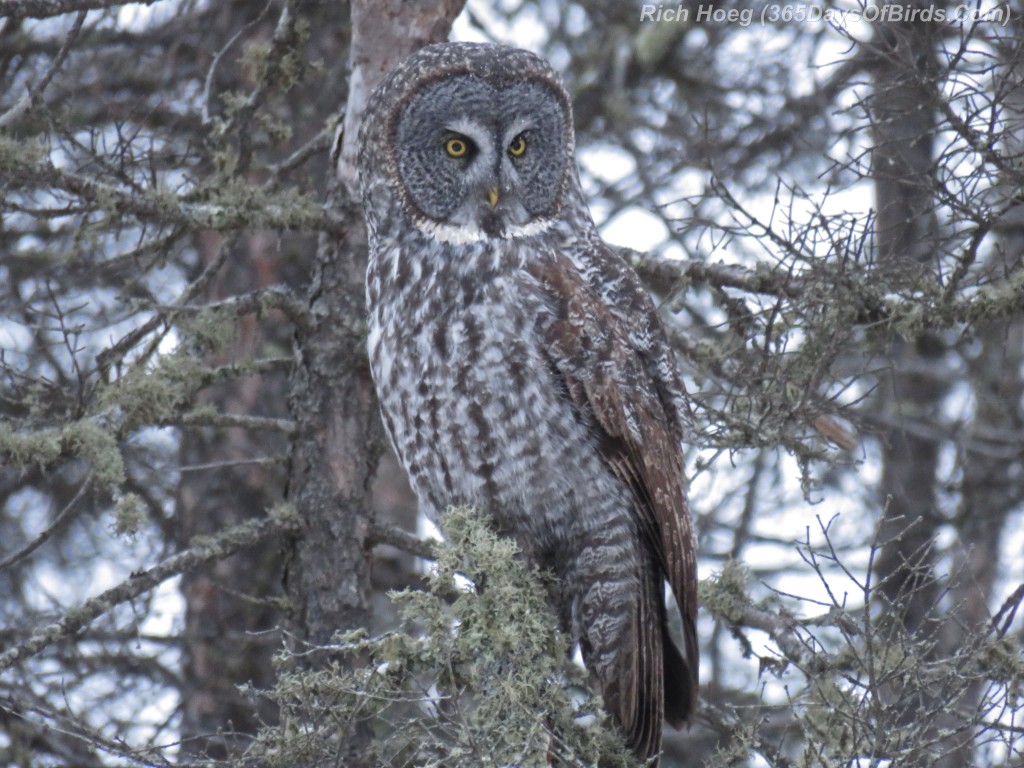 329-Birds-365-Great-Grey-Owl-1