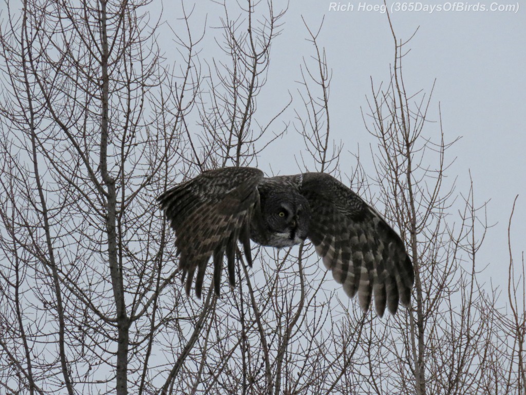 329-Birds-365-Great-Grey-Owl-3