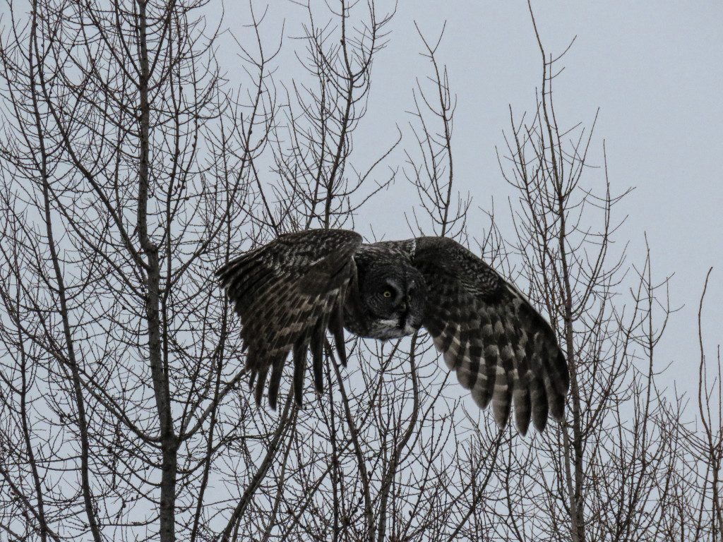 329-Birds-365-Great-Grey-Owl-3S