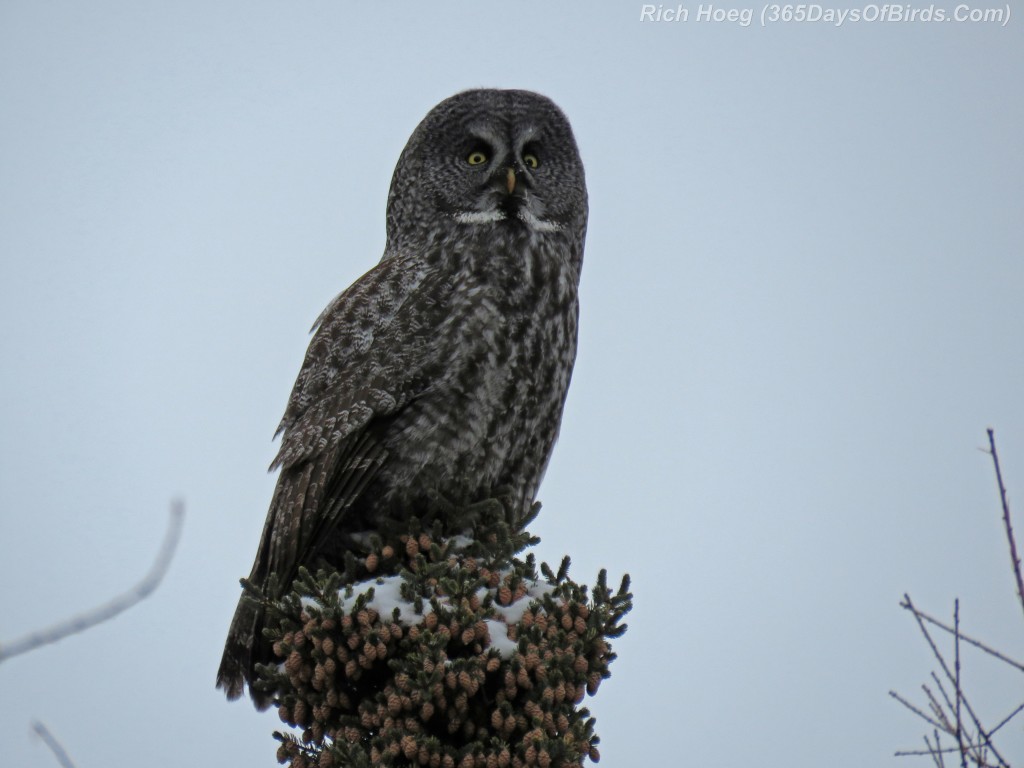 329-Birds-365-Great-Grey-Owl-5