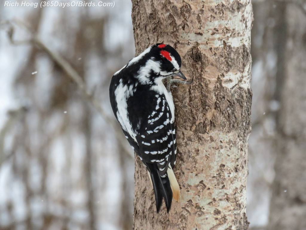 330-Birds-365-Hairy-Woodpecker