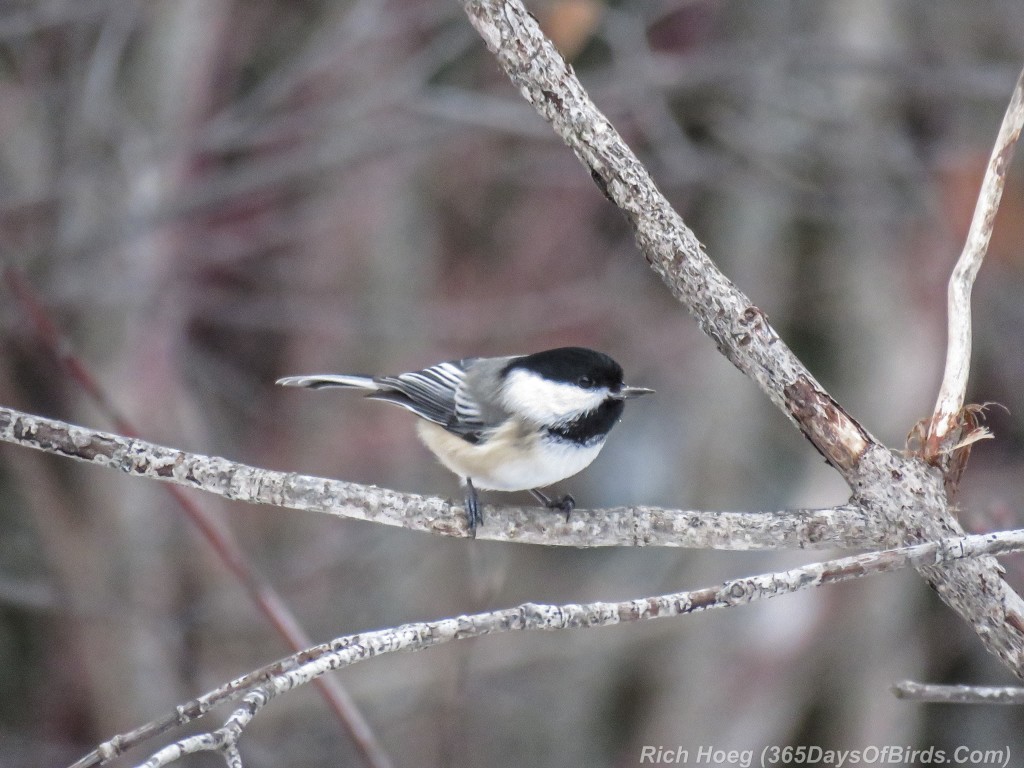 331-Birds-365-Black-Capped-Chickadee