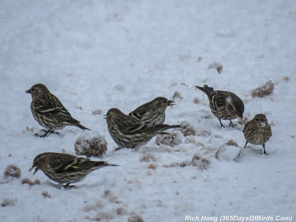 333-Birds-365-Pine-Siskins